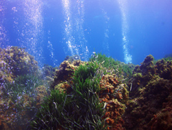 Recursos Naturales Reserva Marina